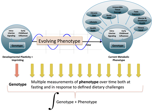 Phenotype over time figure